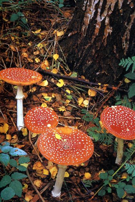 Amanita Muscaria